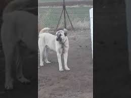 kangal kopeginin boyu nasil uzar animals dogs