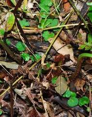 Image result for Pteris auquieri