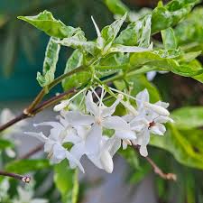 Image result for Wrightia