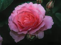 Pink And Perfect Rose Plants For Wet Soil Plants Cool Plants
