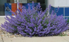 This taller catmint is among the hardiest of the nepetas and most tolerant of damp conditions as well as the longest flowering. Catmints Plant Care And Collection Of Varieties Garden Org