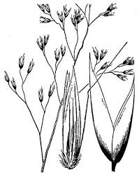 Image result for Avenella flexuosa