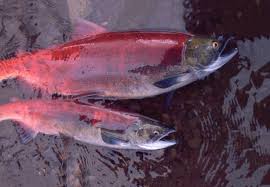 Dramatically Shrinking Salmon Are Affecting Alaska S People And Ecosystems