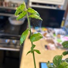 Image result for Jasminum pauciflorum