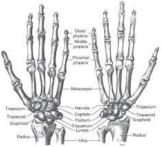 Image result for Normal Anatomic Position of the Hand and Wrist