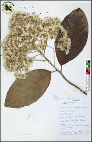 Image result for Monosis