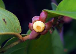 Image result for Uvaria