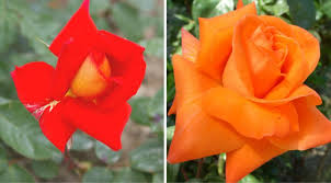 Odkryj roses orange tea roses stockowych obrazów w hd i miliony innych beztantiemowych zdjęć stockowych, ilustracji i wektorów w kolekcji shutterstock. 15 Of The Best White Cream Yellow Orange Tea Hybrid Roses For Your Garden Best Landscape Ideas