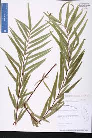 Image result for Pityrogramma argentea