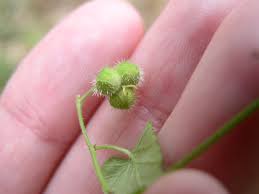 Image result for Tragia glabrata