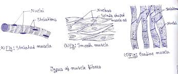 Draw well labelled diagrams of various types of muscles. Show The Difference Between Three Types Of Muscle Fibres With Diagrams Brainly In