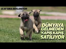bu kopekleri almak icin 15 ay sira bekleniyor youtube