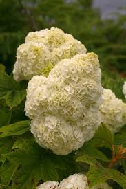 Applying lime to raise the ph level will help blue hydrangeas turn pink. Gatsby Moon Oakleaf Hydrangea Hydrangea Quercifolia Oakleaf Hydrangea Oakleaf Hydrangea Landscape Garden Shrubs