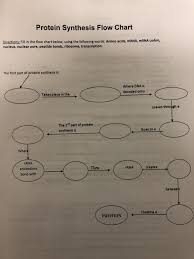 solved protein synthesis flow chart directions fill in t