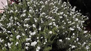 Image result for Eriocephalus microphyllus