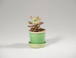 I started to grow cacti and succulents from seed and acquired a few plants back in 1970. Consider The Cactus How Succulents Took Over The World The Ringer