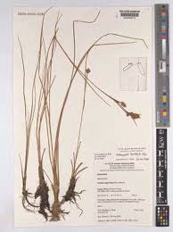 Image result for Asterochaete