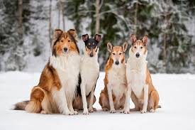 One Rough Collie And Three Smooth Collie Group Photo Smooth Collie Rough Collie Collie