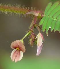 Image result for Aeschynomene afraspera