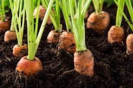 Where to plant carrots in the garden. Growing Carrots Secrets To Success Hgtv
