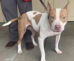 The american pit bull terrier is loyal, tough on itself, and tenacious. The Truth About Craigslist S Free Animals Vegnews