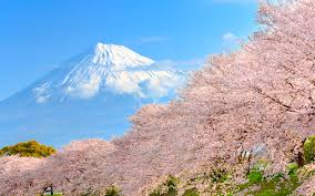 Japan Cherry Blossom Tour Guided Tours From Tokyo Best Price Guaranteed
