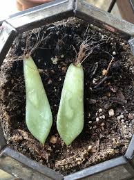 Check spelling or type a new query. Propagating Succulents Leaves And Stems In 5 Simple Steps My Tasteful Space