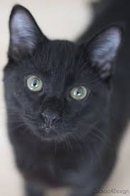 Black Kitten Cats Bengal Cat Pretty Cats