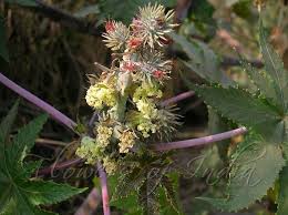 Image result for Ricinus communis