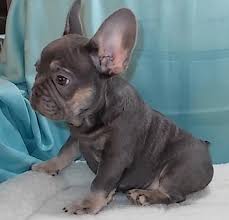 French Bulldog Rare Colors Merle And Rare Colored French