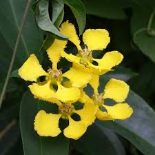 By cdeo vines & creepers · updated about a year ago. Mascagnia Macroptera Yellow Butterfly Vine Uploaded By Treefrog44