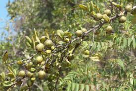 Image result for Catunaregam