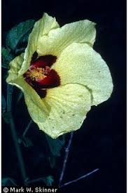 Image result for Hibiscus calyphyllus