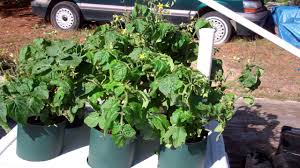 I do apologize for losing the clips where i sowed the seeds. The Pop Bottle Garden Update The Tiny Tim Tomato Plants Looking Great Youtube