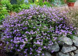 Image result for Geranium vagans