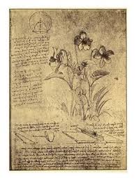 Colorful Fabrics Digitally Printed By Spoonflower Leonardo Da Vinci Flower Study Art Leonardo Da Vinci Drawings