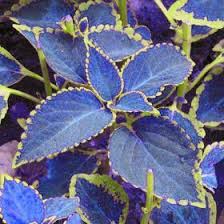 Garden flowers for sale uk. Blue Coleus Seeds Beautiful Flowering Plants 100pcs Pack Blue Plants Shade Plants Plants