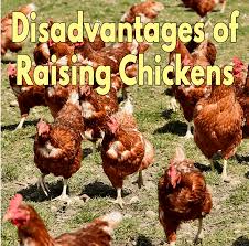 Most relevant best selling latest uploads. Disadvantages Of Raising Chickens