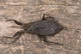 These 15 bugs found in tennessee will send shivers down your spine. Water Scorpion Nepa Cinerea From Above Predatory Aquatic Bug Stock Photo Picture And Royalty Free Image Image 79527706