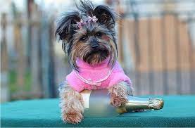 Adorable, and will be under 4 pounds. Oregon Live Pets Yorkie The Y Guide
