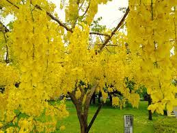 Ginkgo biloba, gingko, árbol de los cuarenta escudos o nogal del japón 1 es un árbol único en el mundo, sin parientes vivos. Caracteristicas Y Cuidados Del Arbol Lluvia De Oro Jardineria On