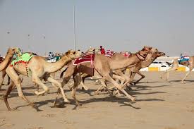 In the last 15 years camel racing has transformed into one of the richest sports in the world, with some races having a grand prize of one million dollars. Camel Racing The National Sport Of Dubai Gustavo Mirabal Castro
