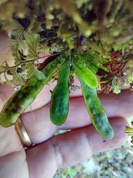 Image result for Porphyrostemma grantii