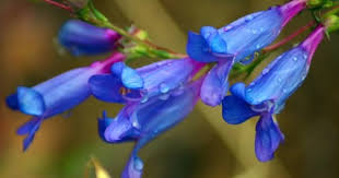 Image result for Penstemon