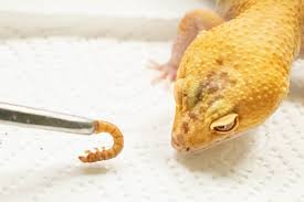 What To Do If Your Leopard Gecko Stops Eating
