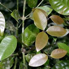 Image result for Garcinia volkensii
