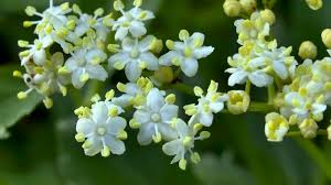 Zwischen juni und juli öffnen sich die in dolden stehenden kleinen, weißen, stark duftenden blüten. Holunder Sambucus Im Pflanzenlexikon Gartennatur Com