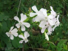 The root juice was also used as a hair tonic. Pin On Wildflowers Of Ontario