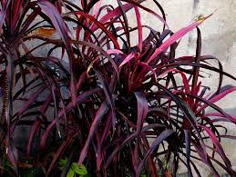 Cintas Moradas Flores Plantas Cintas