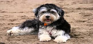 The havanese is a toy breed famous for its playful temperament and high intelligence. Havanese Poodle Mix Breeders Youtube